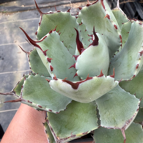 楽天市場】多肉植物：アガベ 吉祥冠錦 覆輪*S 幅9cm : 遊恵盆栽 楽天