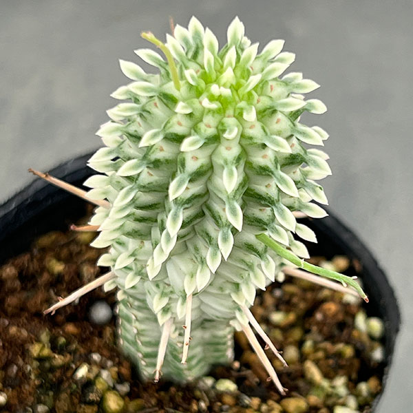 y*u様 ユーフォルビア　パキポディオイデス　発根済み　超特大 y*u様 ユーフォルビア パキポディオイデス 発根済み 超特大