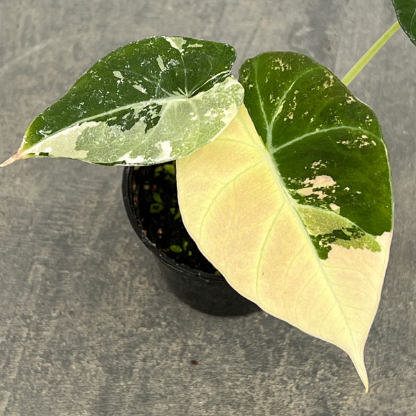 楽天市場】観葉植物/[棚卸セール]アロカシア：マクロリザ オーレア