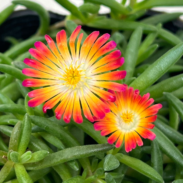 小さな苗 楽天市場】四季咲きマツバギク(デロスペルマ) 砂漠の宝石 トパーズ