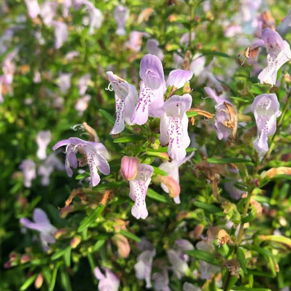 カラミンサ苗 園芸ネット本店｜カラミンサ3～3.5号ポット2株セット の通販【公式】
