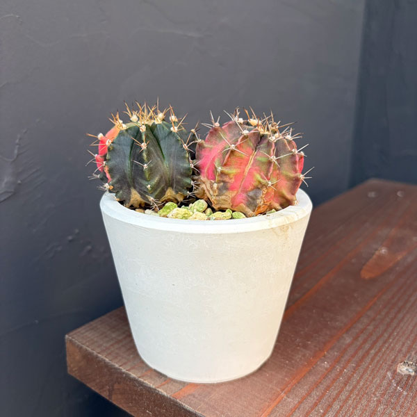 楽天市場】PLANCHU サボテン ギムノカリキウム 新天地 しんてんち 3号