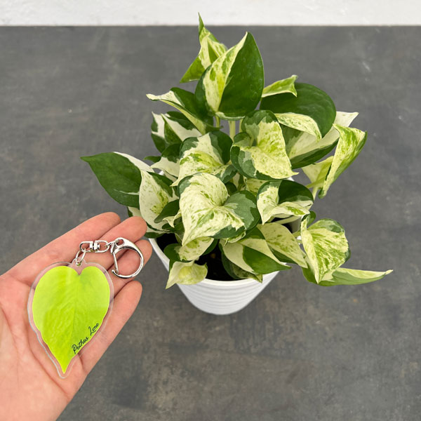 モカポトスページ モカポトスページ ポトスポット | 花＆グリーン 通販 | ホームセンター