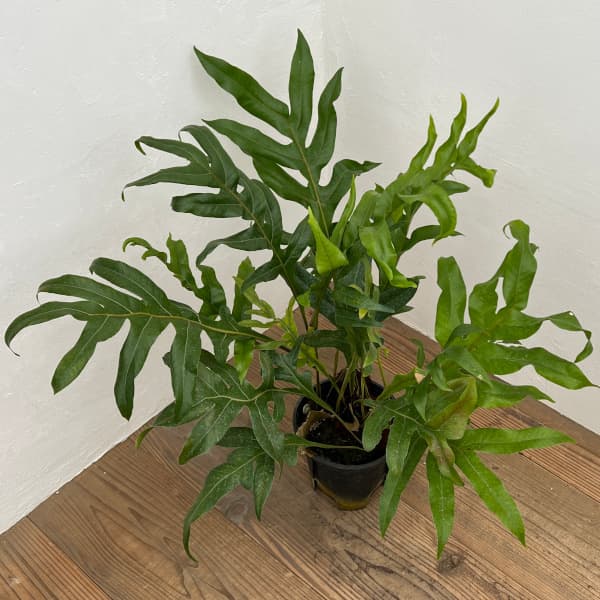 楽天市場】(現品) アグラオモルファ メイニアナ クレステッド (No