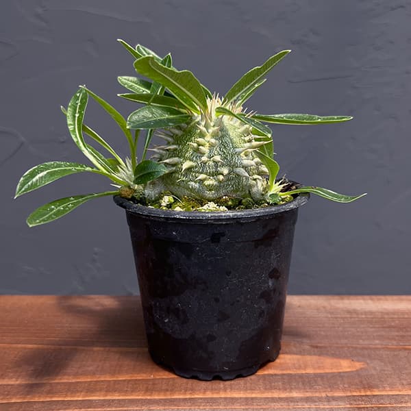 観葉植物/[棚卸セール]パキポディウム：ブレビカウレレウコキサンツム（恵比寿笑い） 3号ポット25-01｜園芸ネット プラス