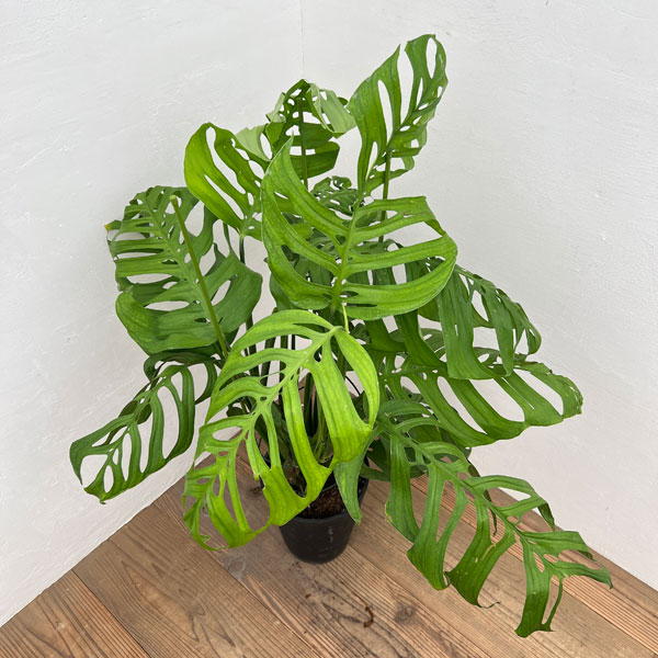 楽天市場】観葉植物：モンステラ エスケレート*5号 吊り鉢 Monstera