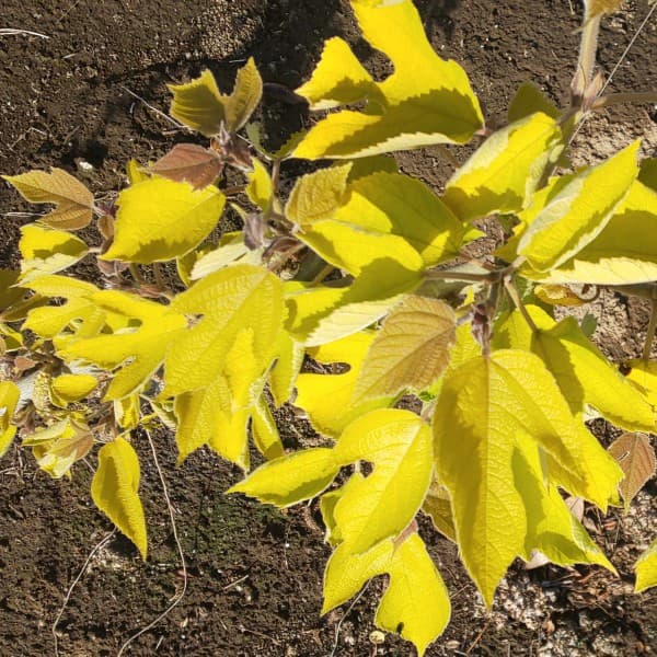 【marudoraさま専用】Yellow Long Neck 挿木苗 ほか5点 Yellow Long Neck(イエロー ロング ネック)の特徴・味・耐寒性