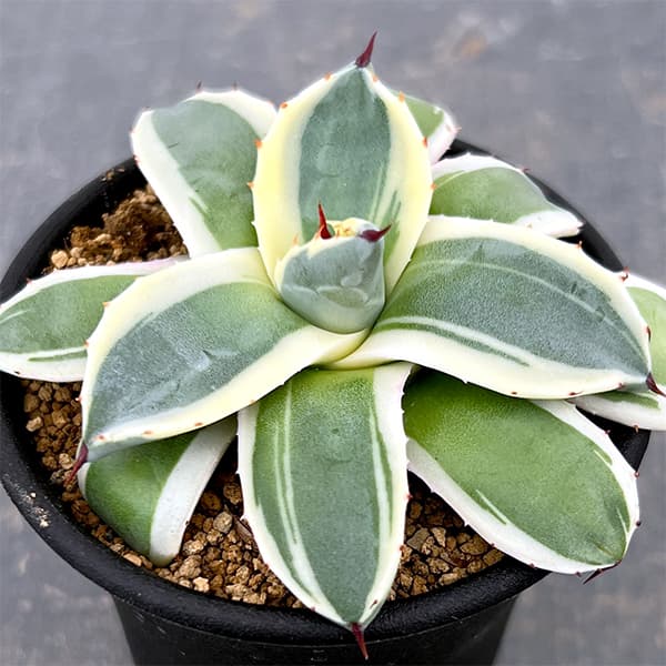 楽天市場】観葉植物/（わけあり特価）アガベ：パープソラム（裏棘）2.5