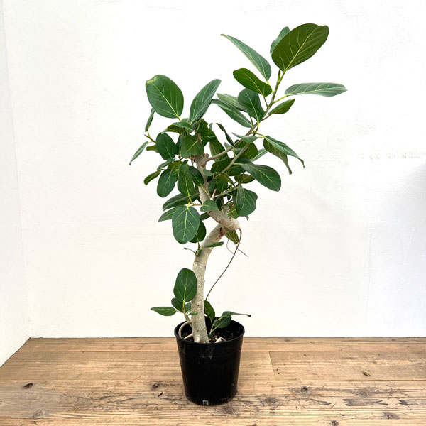 楽天市場】観葉植物 フィカス・ベンガレンシス（曲げ） / 5寸・約W