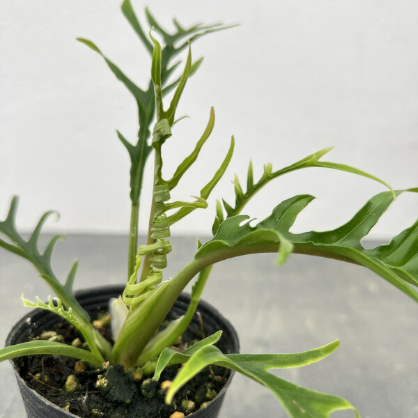 フィロデンドロン　セローム3 楽天市場】観葉植物/フィロデンドロン：セローム 3.5号 : 園芸ネット