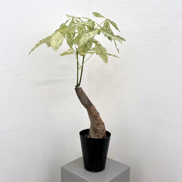 楽天市場】観葉植物 斑入りパキラ ミルキーウェイ 5号鉢 パキラ