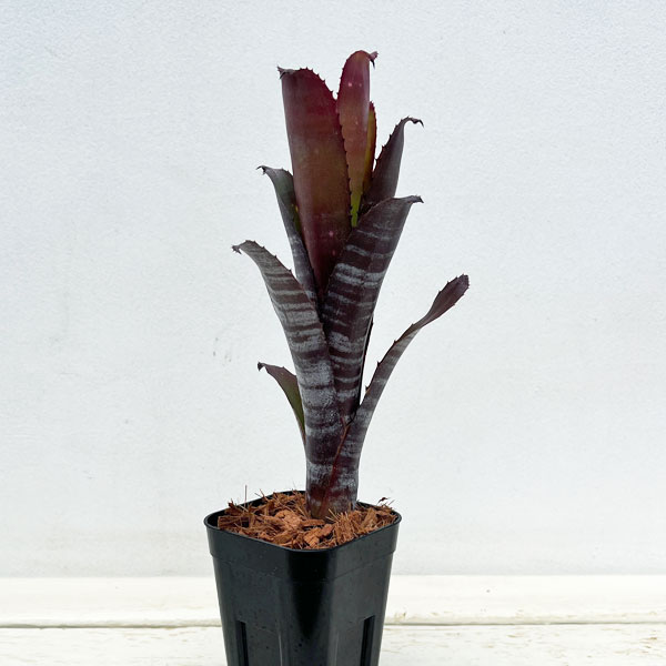 ビルベルギア スターダスト① 抜き苗 タンクブロメリア 観葉植物 ビルベルギア スターダスト① 抜き苗 タンクブロメリア 観葉植物