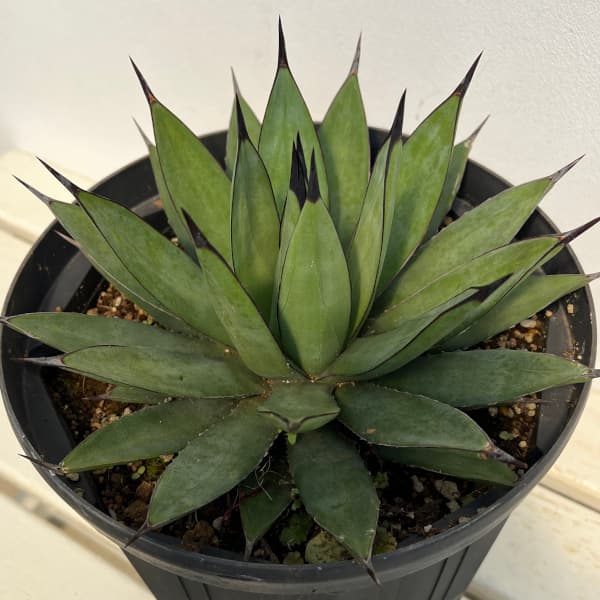 現品】アガベ・パープソラム 8号 B8番 Yahoo!オークション - A38