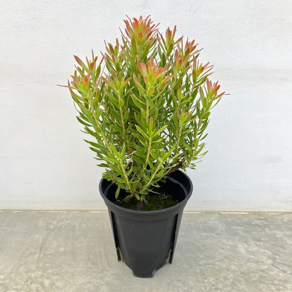 楽天市場】ミメンテス（クラッカージャックシルバー） 3寸 ポット苗 1