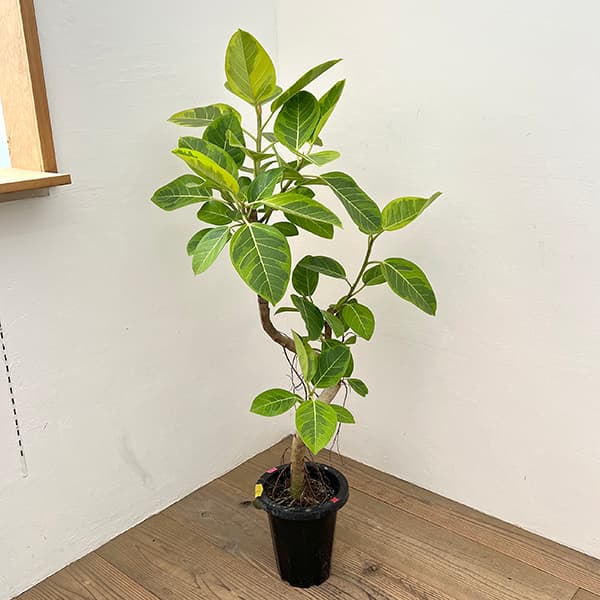 ❇︎フィカス☺︎アルテシマ朴仕立て7号プラ鉢付き❇︎ 楽天市場】観葉植物/フィカス：アルテシマ（朴曲げ仕立て） 7号