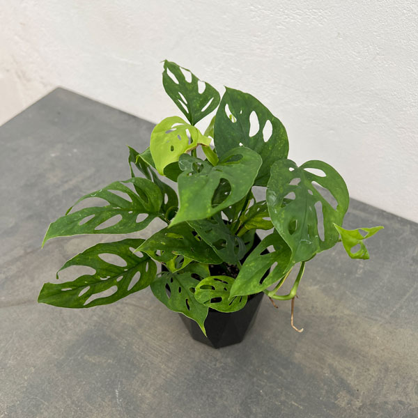 t*o様 アロカシア　シンポ　バリエガータ 楽天市場】観葉植物/（わけあり特価）アロカシア：オドラ