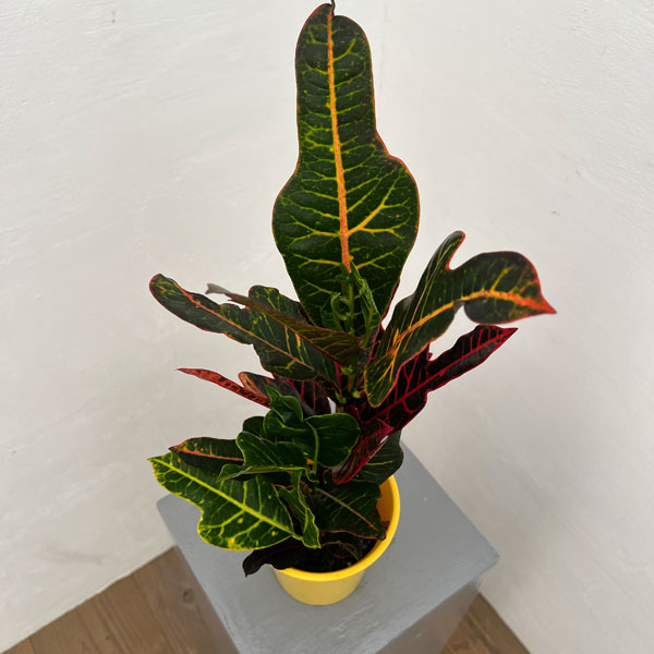 楽天市場】観葉植物/クロトン：sp.（タイミックスカラフル） 4号