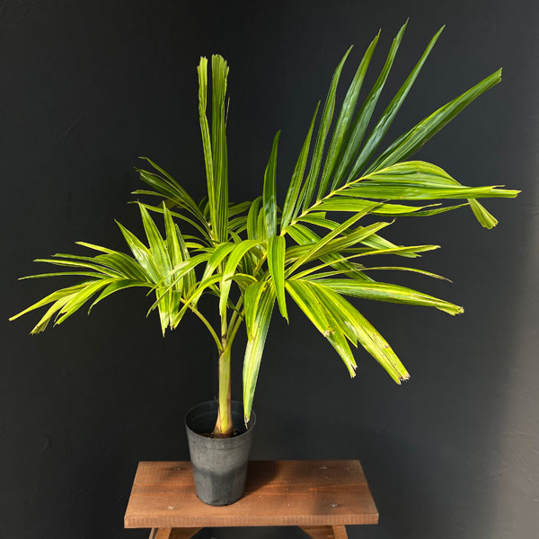 ☆マニラパーム☆班入り☆希少☆ ☆マニラパーム☆班入り☆希少☆ ザ・ファームセレクト]ヤシ：マニラ