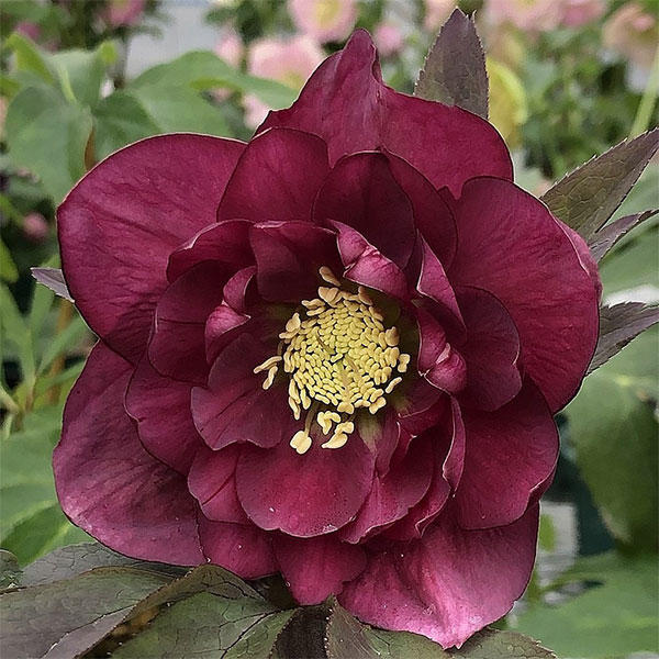 楽天市場】【現品】斑入りクリスマスローズ スノーフィーバー 5号 A496