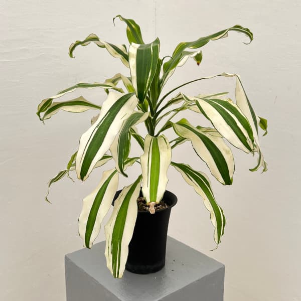 楽天市場】希少 斑入りドラセナ トルネード（5号鉢） 観葉植物 : パリ