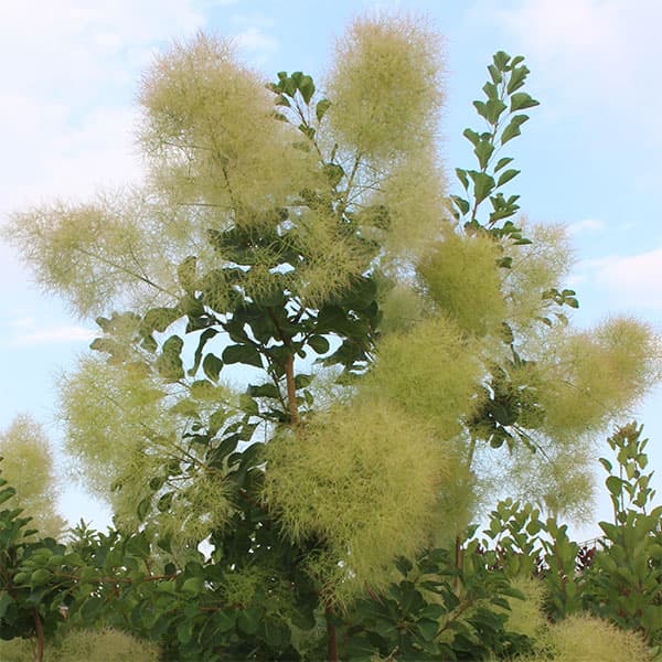 楽天市場】花木 庭木の苗/スモークツリー：パステルシュシュ5号ポット