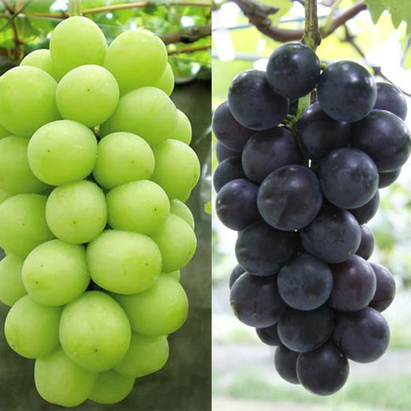 楽天市場】ブドウ マスカットノワール 3.5号ロングポット苗 果樹