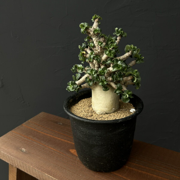 アデニウム　アラビカム　巻葉　 250821 14 アデニウム アラビカム 巻葉 250821 14