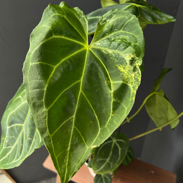 楽天市場】観葉植物/（わけあり特価）アンスリウム：ドラヤキ×クリスタ