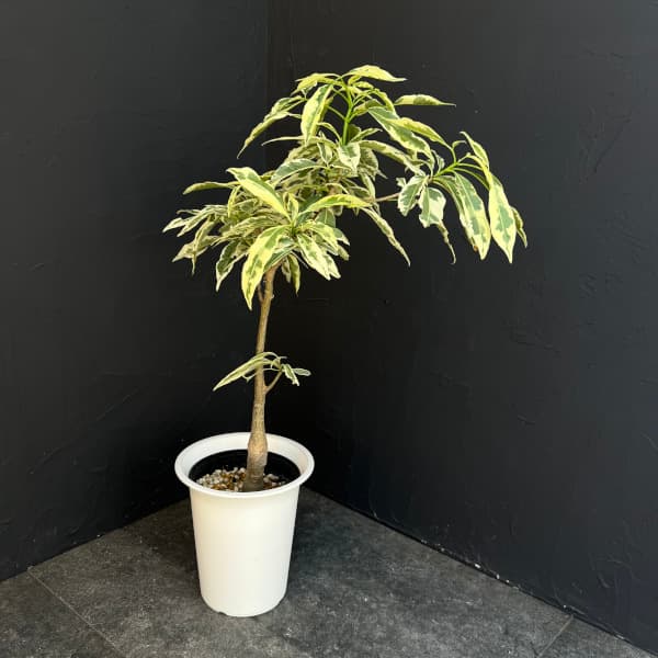 楽天市場】観葉植物/バオバブ：アダンソニア ザー バリエガータ