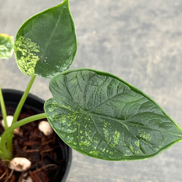 希少 アロカシア オーレアバリエガータ アロカシア：マクロリザ オーレアバリエガータ（黄斑） 3.5号