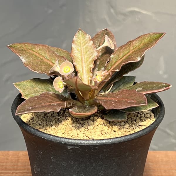 楽天市場】観葉植物/[棚卸セール]（わけあり特価）ユーフォルビア