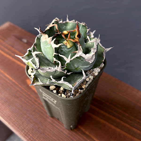 観葉植物/[棚卸セール]アガベ：チタノタ 白鯨 3号鉢植え25-03｜園芸ネット プラス 10,634円