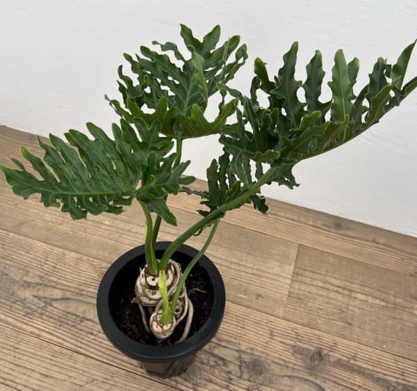 楽天市場】おしゃれ 観葉植物：フィロデンドロン フェンズリー*5号