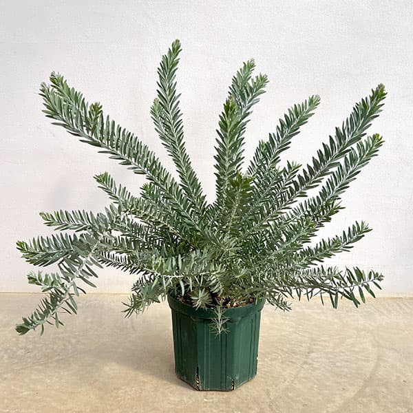 楽天市場】アカシアの木 『 ブルーブッシュ 』18cmポット苗木 （ 大株