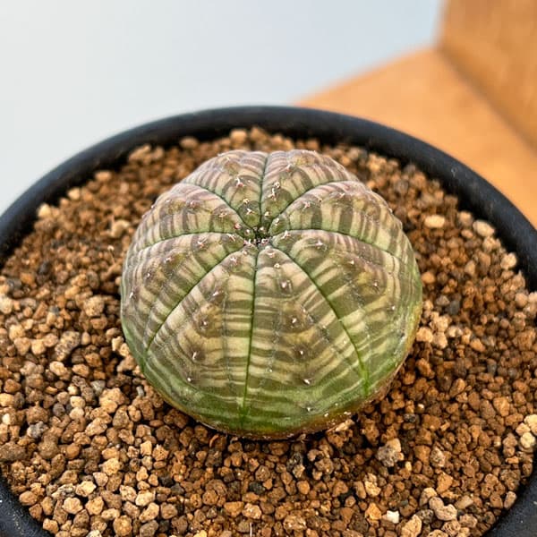 楽天市場】[ ユーフォルビア オベサ OLD株 Mサイズ @13000] 塊根植物