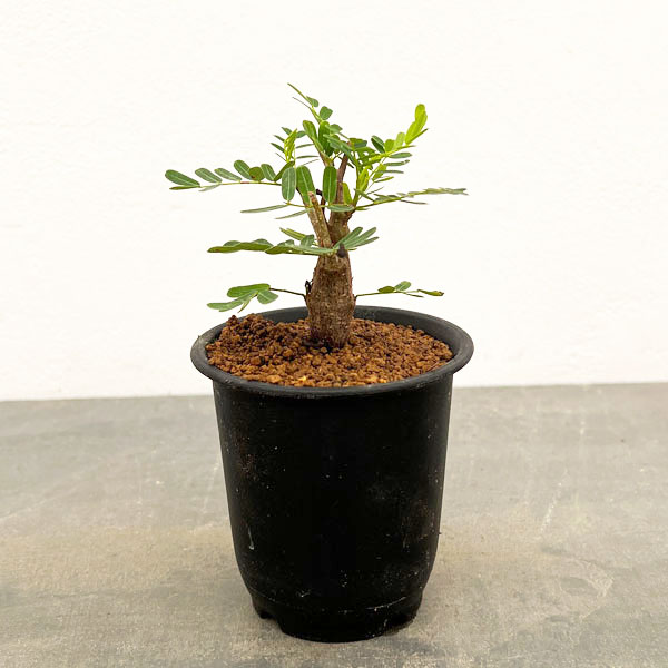 楽天市場】観葉植物/[ザ・ファームセレクト]センナ：メリディオナリス