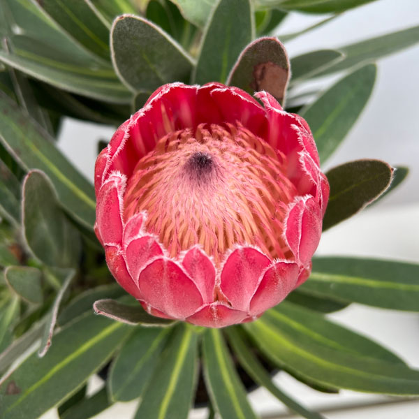 楽天市場】キングプロテア シナロイデス 9cmポット オージープランツ