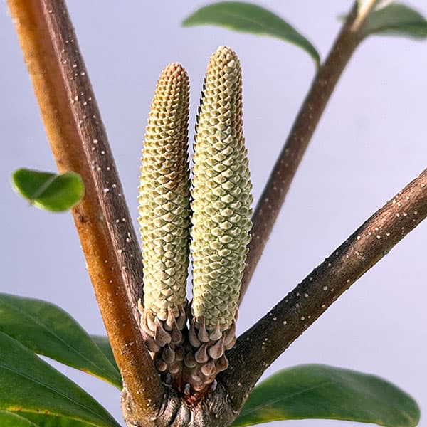 楽天市場】バンクシア・ヘアピン （スピヌロサ） 6号黒鉢植え : 苗木部