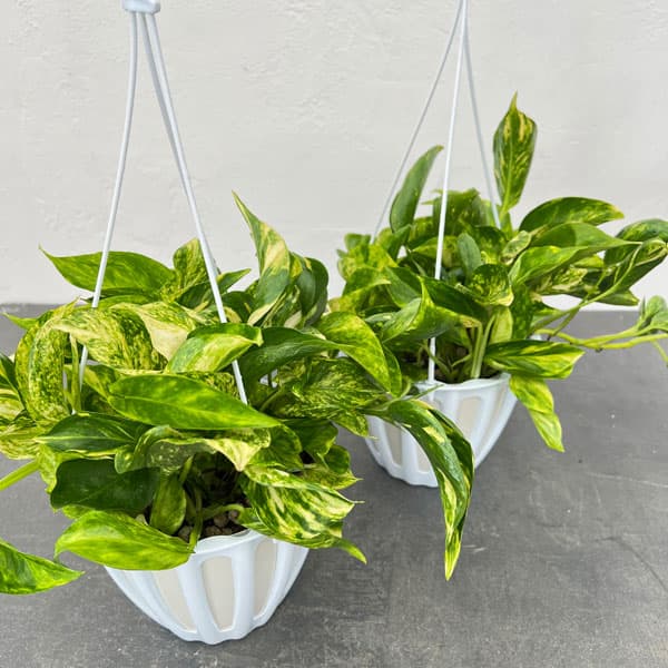 楽天市場】観葉植物：ポトス テルノトラサン*5号 吊り鉢 希少品種