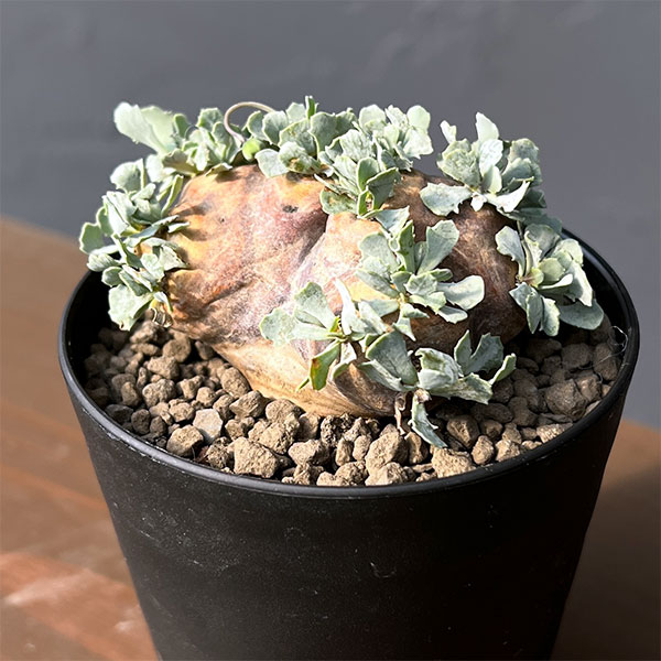 観葉草木/オトンナ：カカリオイデス 3号鉢植え* 花・ガーデン・DIY-花・観葉植物-観葉植物