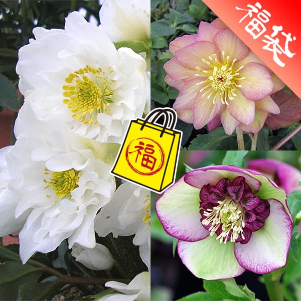 楽天市場】珍しい クリスマスローズ原種 トルクァツス苗/販売/通販