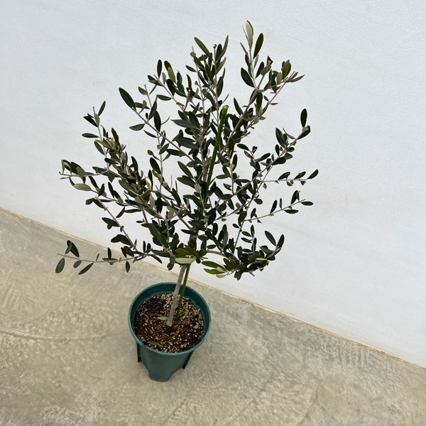 楽天市場】花木 庭木の苗/オリーブ：カロレア 8号鉢植え : 園芸ネット