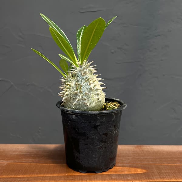 楽天市場】パキポディウム 恵比寿笑い 2.5号 プラ鉢 塊根植物