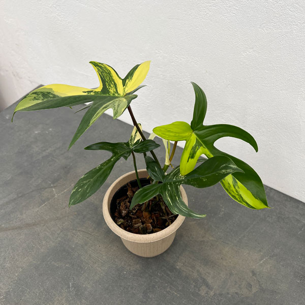 楽天市場】観葉植物/フィロデンドロン：ストロベリーシェイク 5号24-02