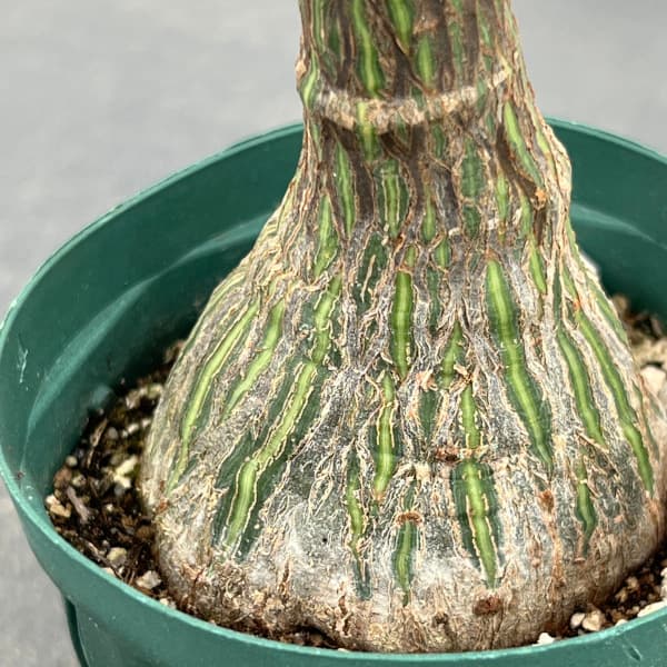 楽天市場】【1日はP7倍！】【現品】ボンバックス 8号 黒鉢