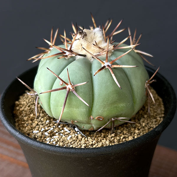 楽天市場】サボテン：エキノカクタス 太平丸 実生*幅16cm 現品！一品