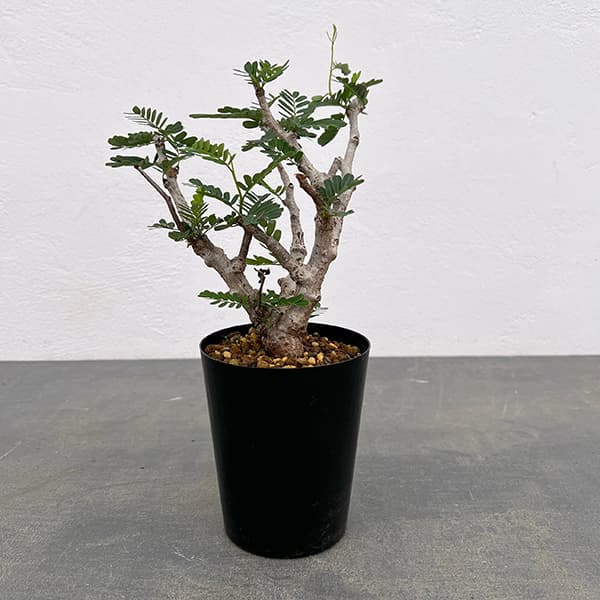 楽天市場】観葉植物/[ザ・ファームセレクト]ドラセナ：sp.スパイラル