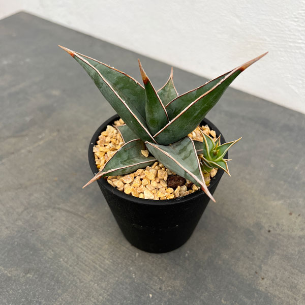 サンスベリア・キルキーコパトーン・希少品種・レア植物 希少品種・サンスベリア】キルキーコパトーン シルバー｜シルバー