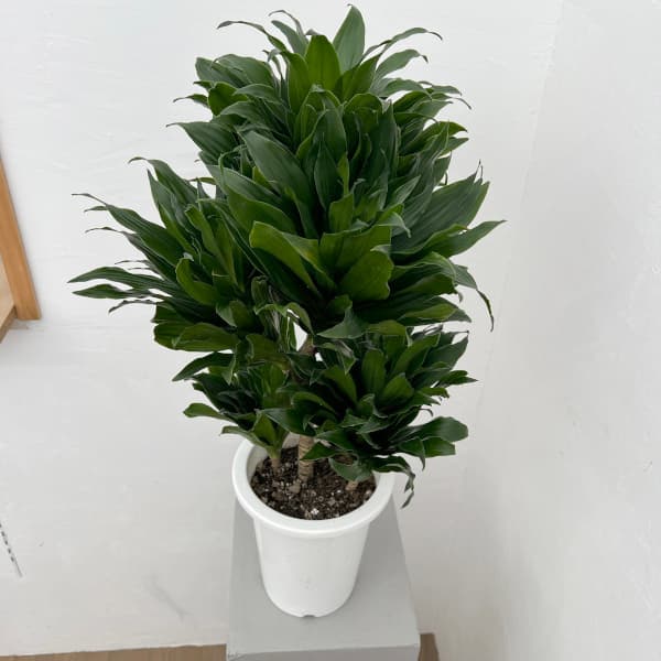 楽天市場】希少 斑入りドラセナ トルネード（5号鉢） 観葉植物 : パリ