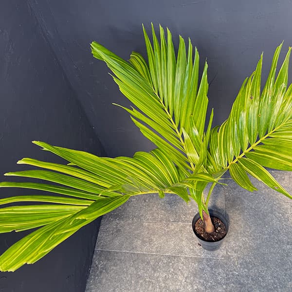 楽天市場】観葉植物/[ザ・ファームセレクト]ヤシ：マニラパーム